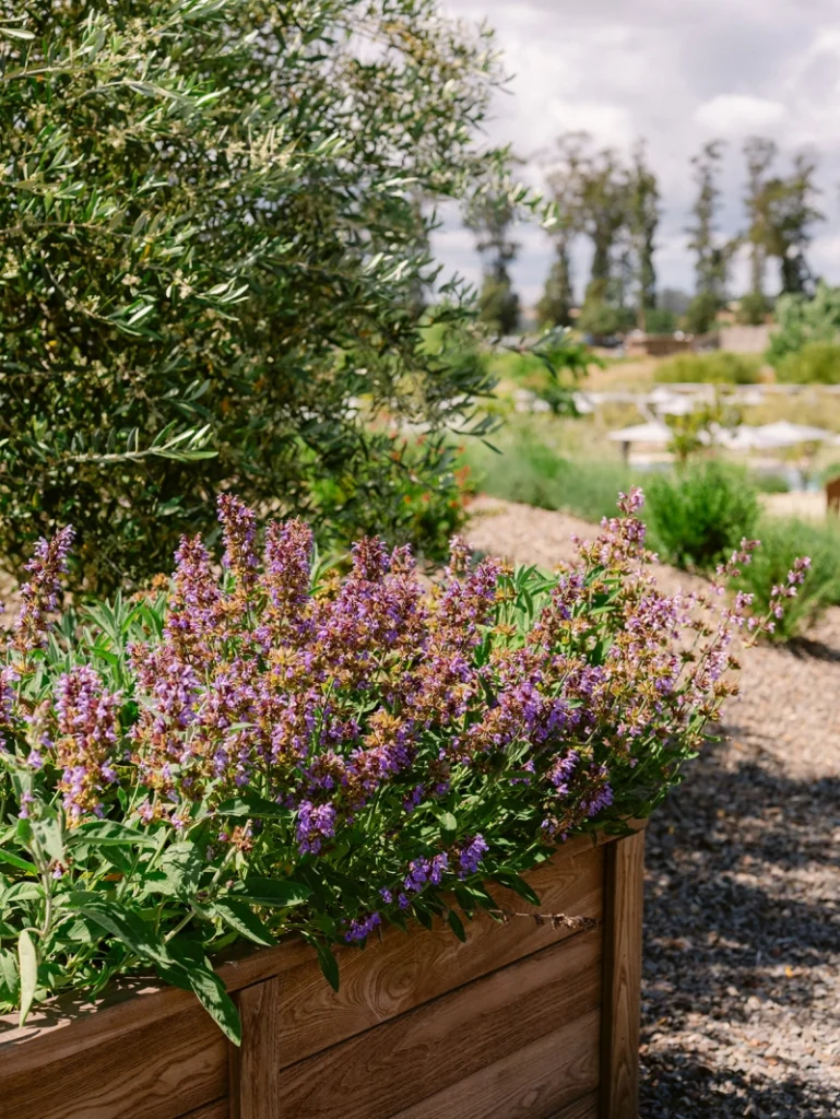 Let’s Plan Something Unforgettable in Sonoma
