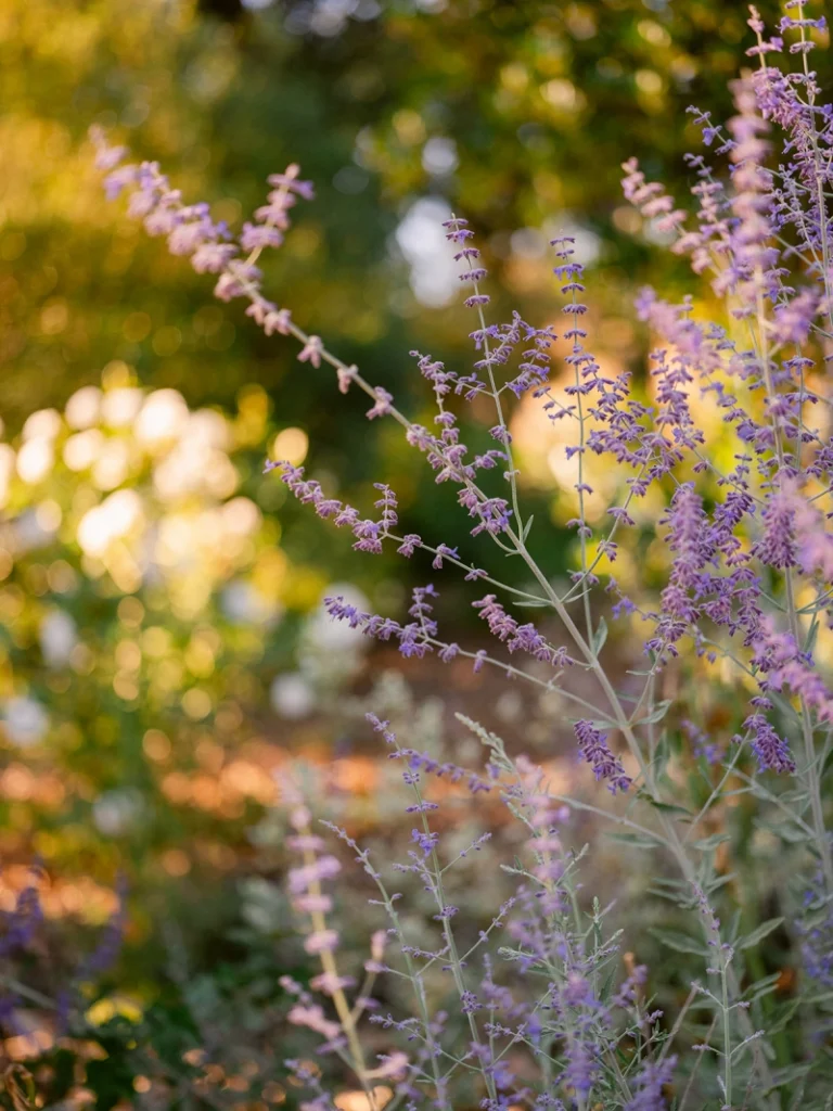Salvia yangii (Russian Sage)