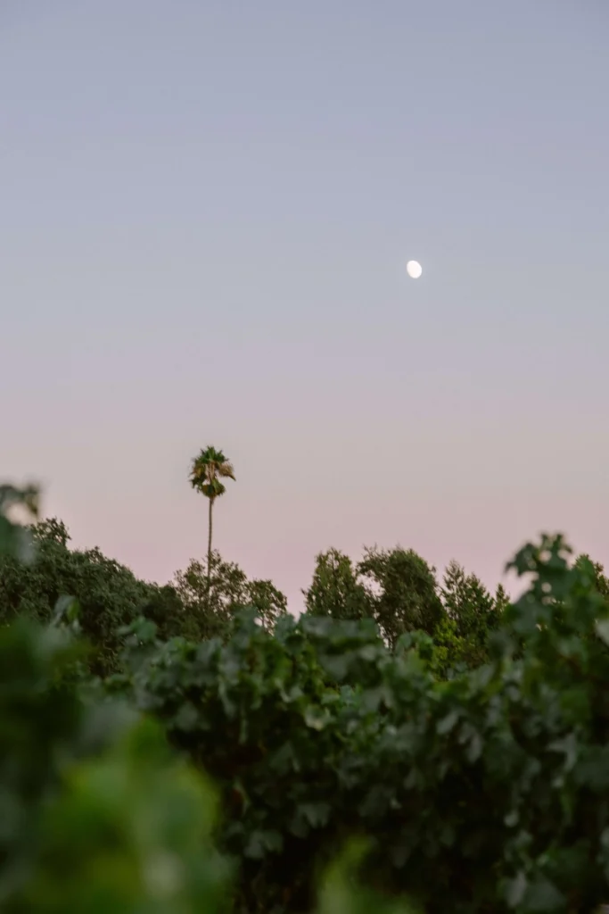 Moonlit vineyard dinner