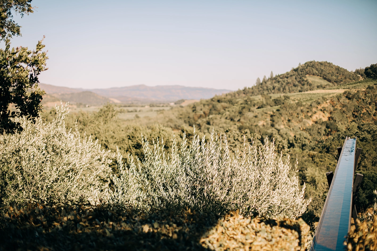 Best Time to Visit Napa Valley in 2026: Seasons Planning Guide