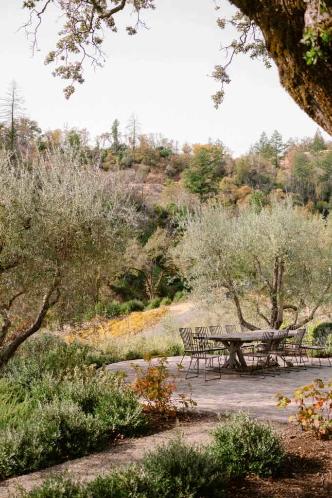 Napa vineyard view