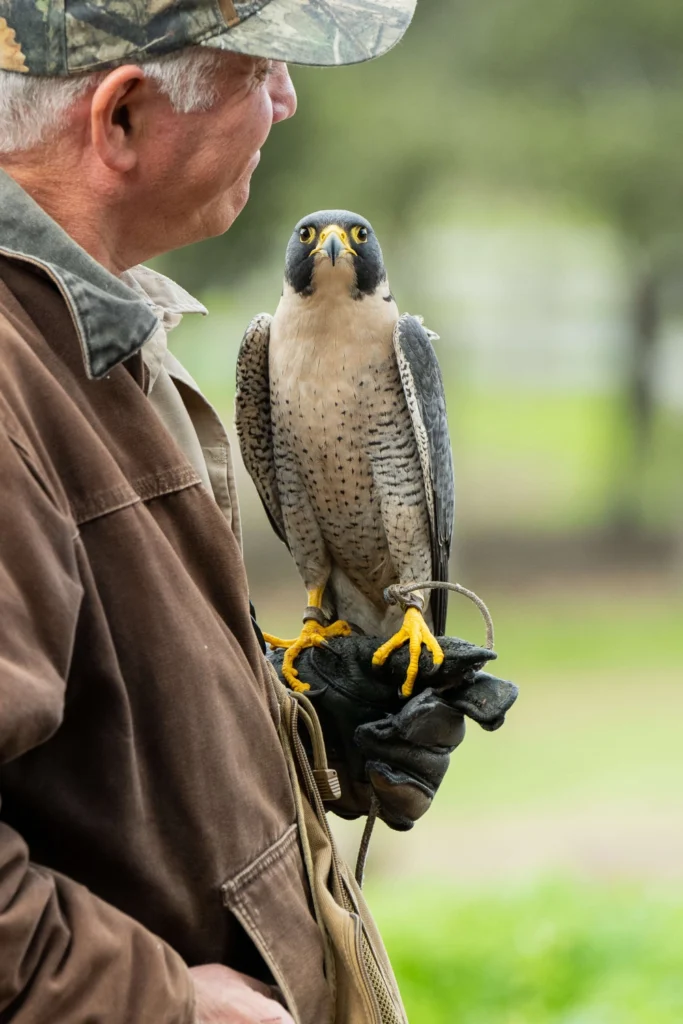 Falconry experience