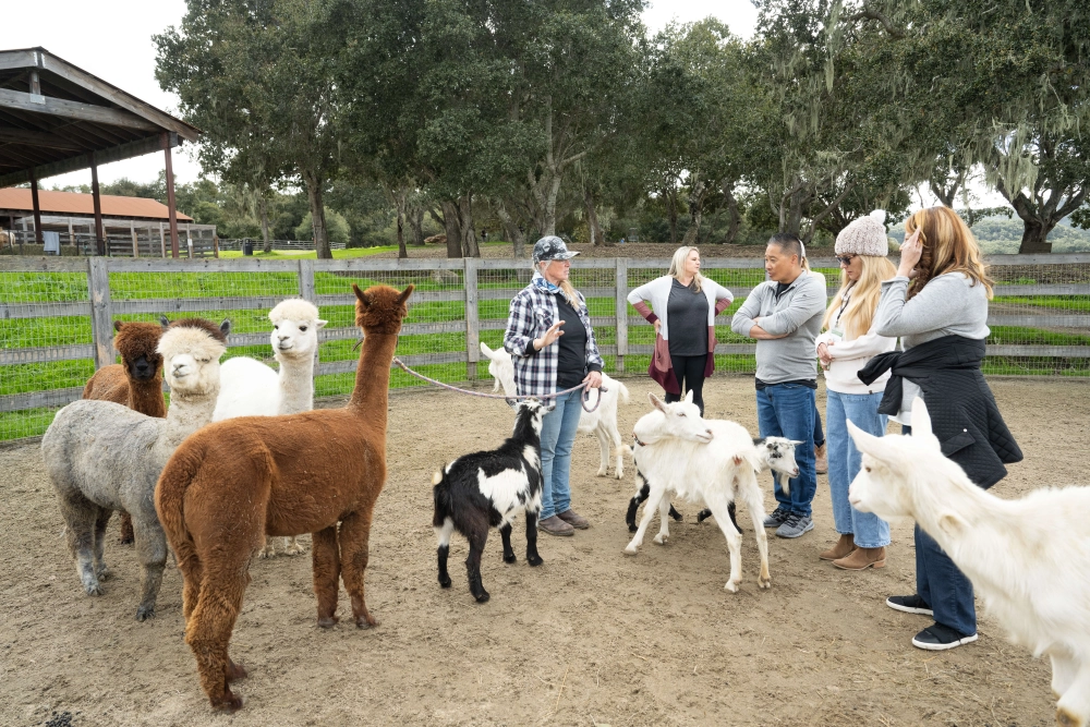 Farm animals