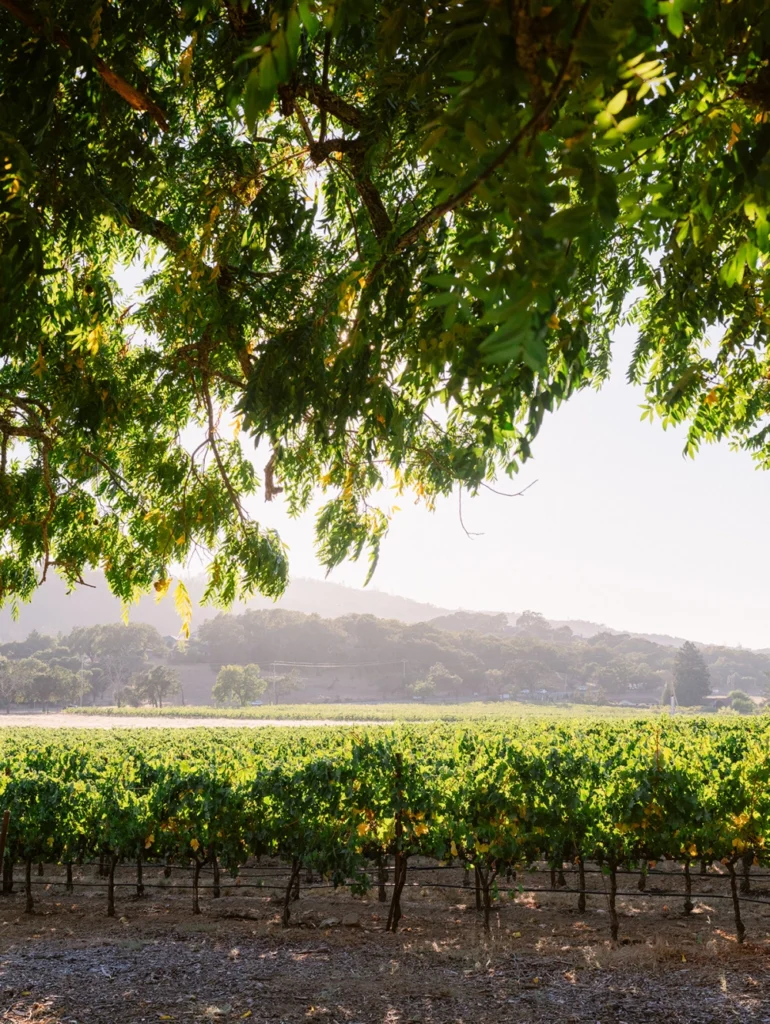Sonoma vineyard event